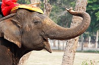 Elephant, Ayutthaya, Thailand